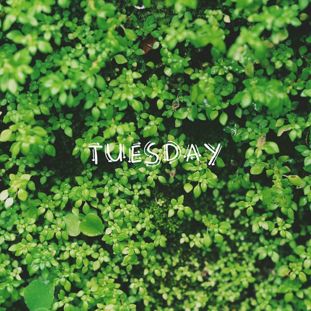 Tuesday by Nico Wijaya